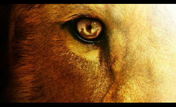 Lion Eyes Desktop 
