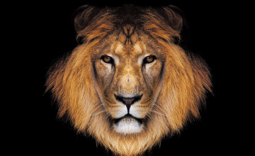 Lion HD Wallpapers