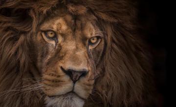 Lion Head Wallpapers