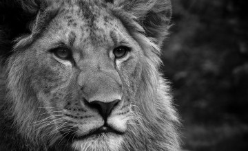 Lion Wallpapers Black and White