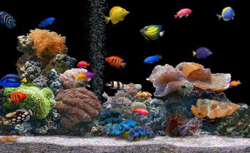 Live Aquarium Wallpaper for Desktop