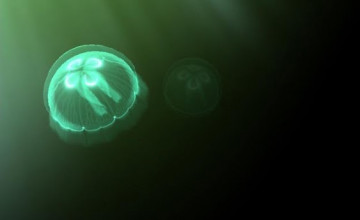 Live Jellyfish Wallpaper