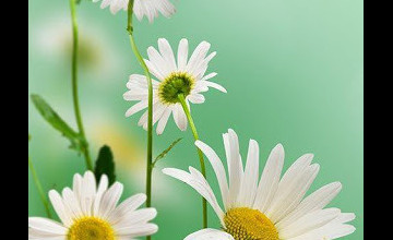 Live Spring Flowers Wallpapers Download