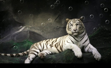 Live Tiger Wallpaper