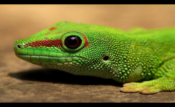 Lizard Wallpaper HD