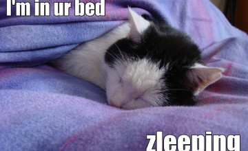 Lol Cats Wallpapers