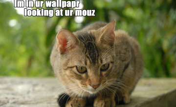Lolcats Wallpapers