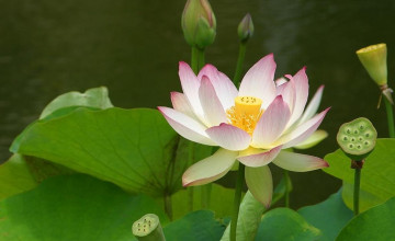 Lotus Flower Backgrounds Wallpapers