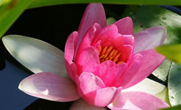 Lotus Flower iPhone