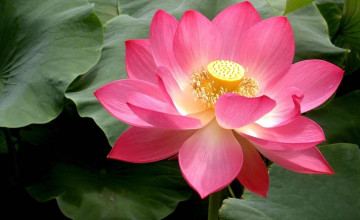 Lotus Flower for Computer
