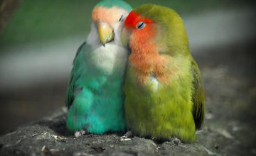 Lovebirds
