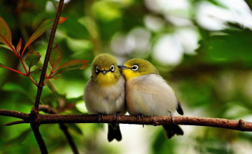 Lovely Birds