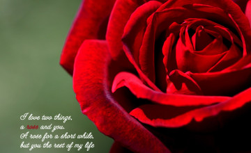 Lovewallpapers