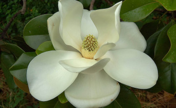 Magnolia Flower Wallpapers