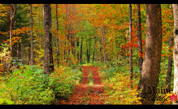 Maine Fall Foliage Wallpaper