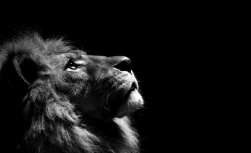 Majestic Lion Wallpapers
