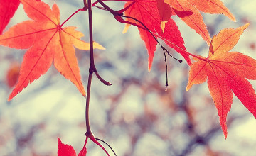 Maples Leaves Wallpapers