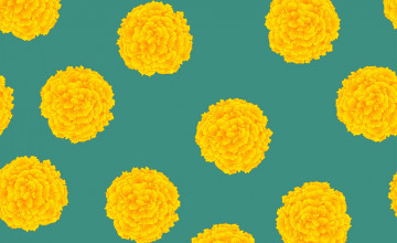 Free download Marigold Flower Background Stock Photos Marigold Flower [1300x968] for your