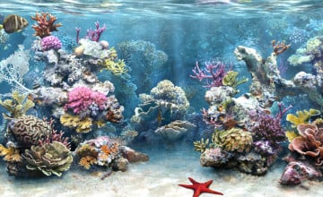 Marine Aquarium Wallpaper