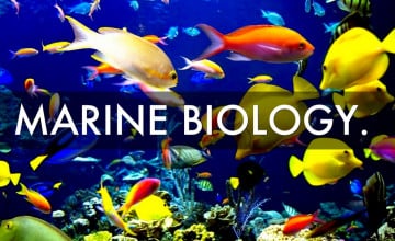 Marine Biology Wallpaper