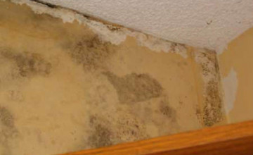 Mold Under Wallpaper