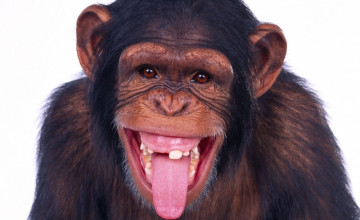 Monkey Funny
