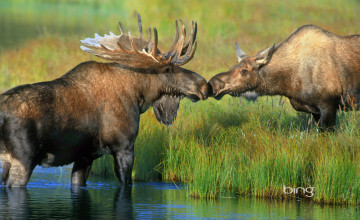 Moose for Computer
