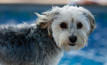Morkie Wallpapers