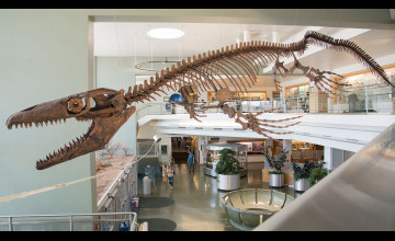 Mosasaurs Wallpapers
