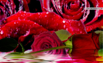 Most Beautiful Rose Flowers Wallpapers