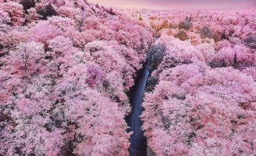 Mount Fuji Cherry Blossom Wallpapers