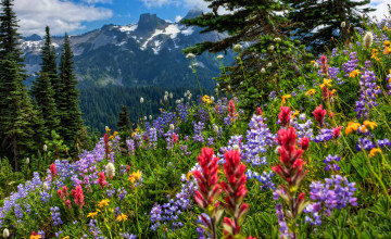 Mount Rainier Meadow Flowers Wallpaper