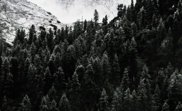 Mountain Trees Wallpapers