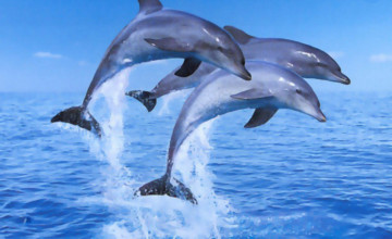 Moving Dolphin Wallpapers