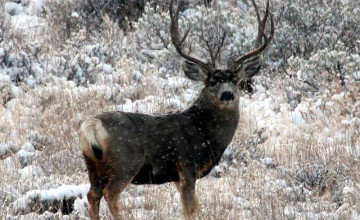 Mule Deer Buck Wallpapers