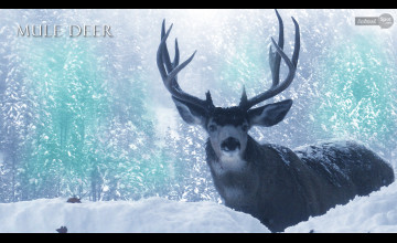 Mule Deer Pictures Wallpapers