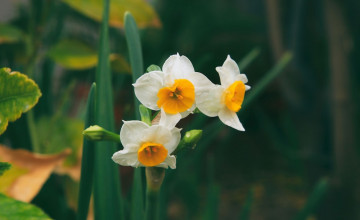 Narcissus Flower Wallpapers
