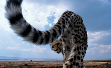 National Geographic Backgrounds Wallpapers Animals