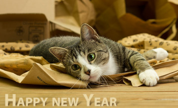 New Year Cats Wallpapers
