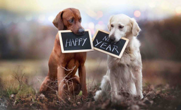 New Year Dog Wallpapers