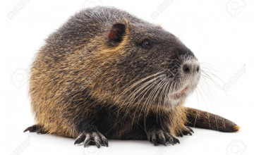 Nutria Backgrounds