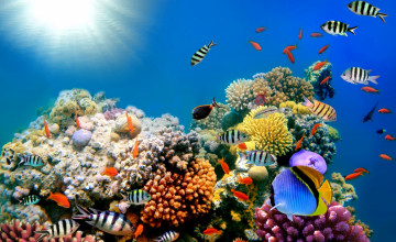 Ocean Reef Wallpapers
