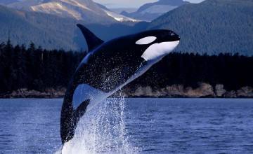 Orca Whale Wallpapers