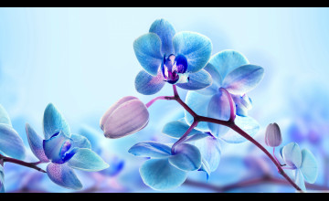 Orchid Flower 4K Wallpapers