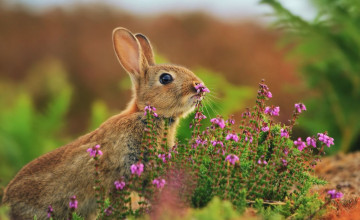 Ostara Wallpapers