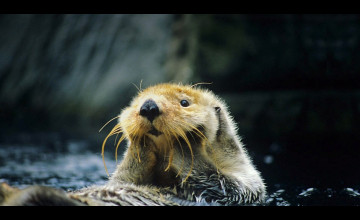 Otter by Bing