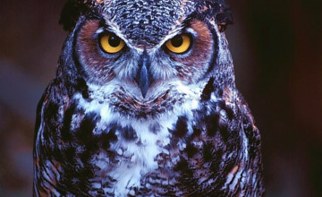 Owl Background Screensavers and Wallpaper