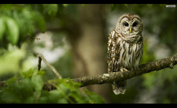 Owl Desktop 1600x900