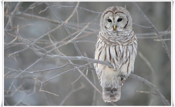 Owl Desktop Wallpapers