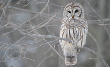 Owl High Resolution